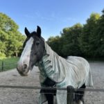 Zomereczeem bij paarden